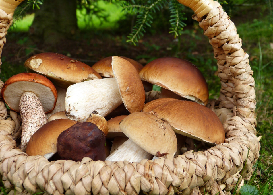 7 Benefits of Taking Medicinal Mushrooms