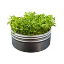 Untamed Health | Alfalfa Mini Tini Microgreens Grow Kit Tin