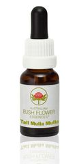 Bush Flower Tall Mulla Mulla 