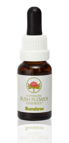 Bush Flower Sundew