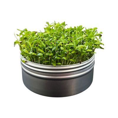Untamed Health | Alfalfa Mini Tini Microgreens Grow Kit Tin