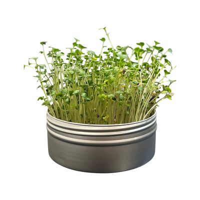 Untamed Health | Broccoli Sprouts Grow Kit